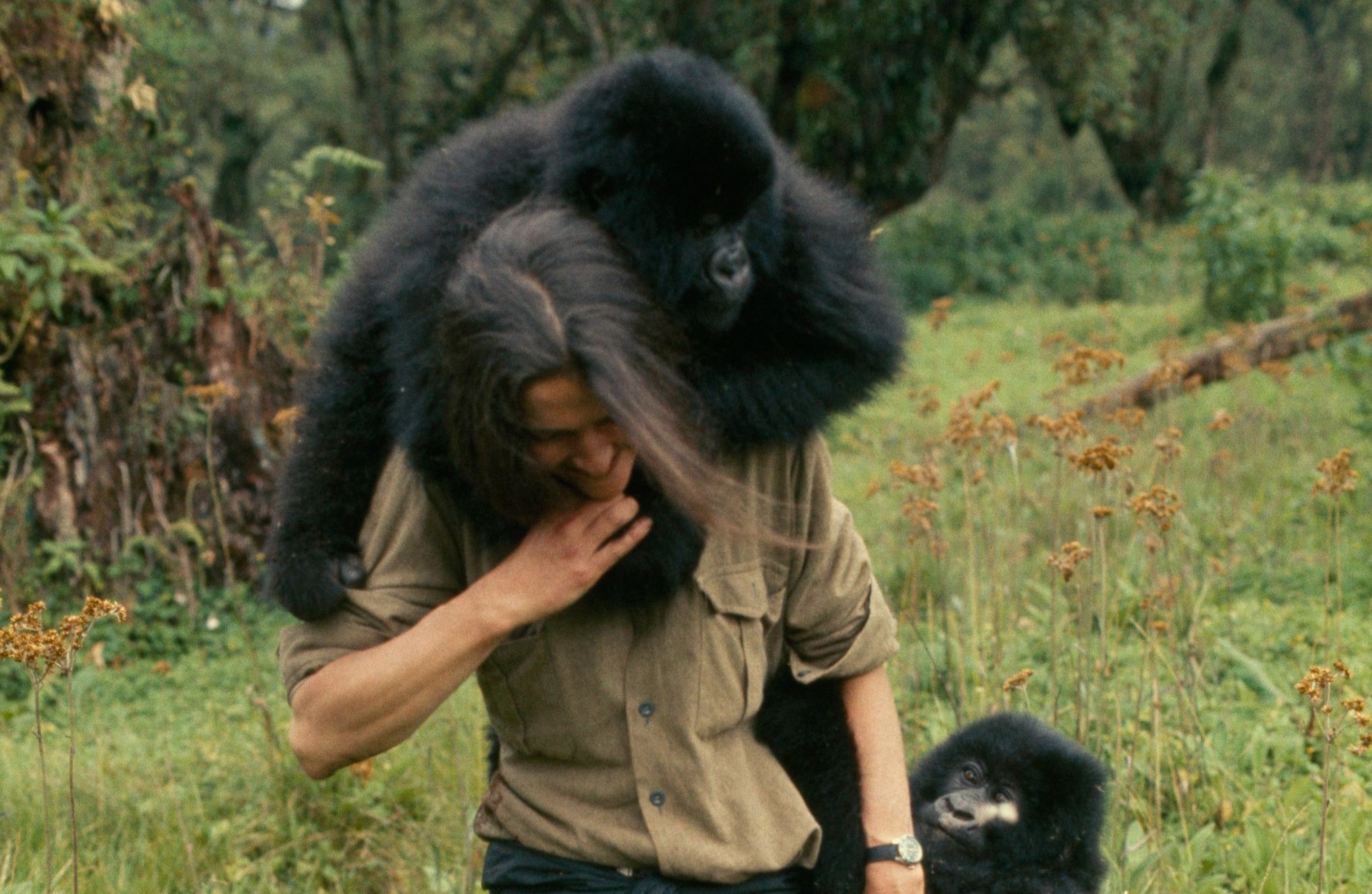 dian-fossey-muerte-en-la-niebla-national-geographic-2-1