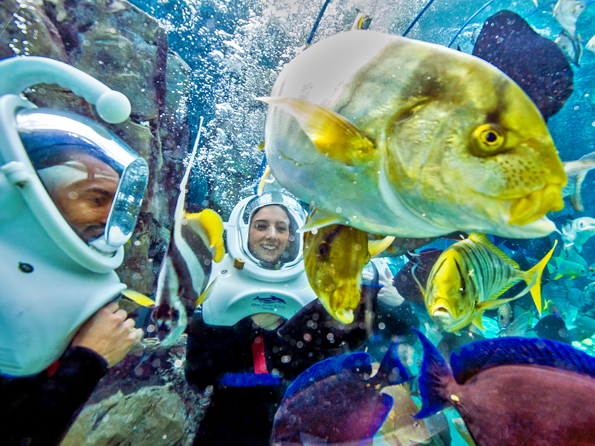 discovery cove sharks