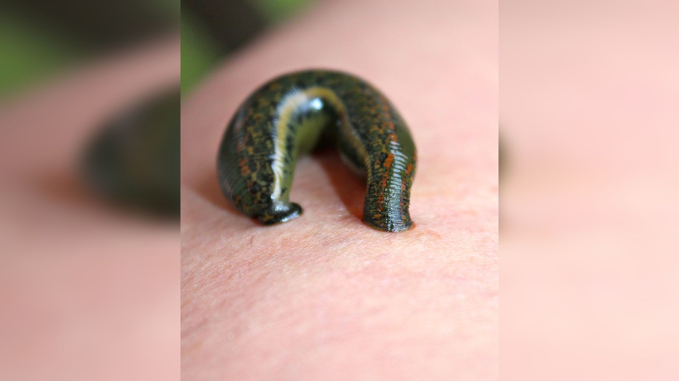 New species of leech with 3 jaws, almost 60 teeth found in Maryland swamp –  WSB-TV Channel 2 - Atlanta