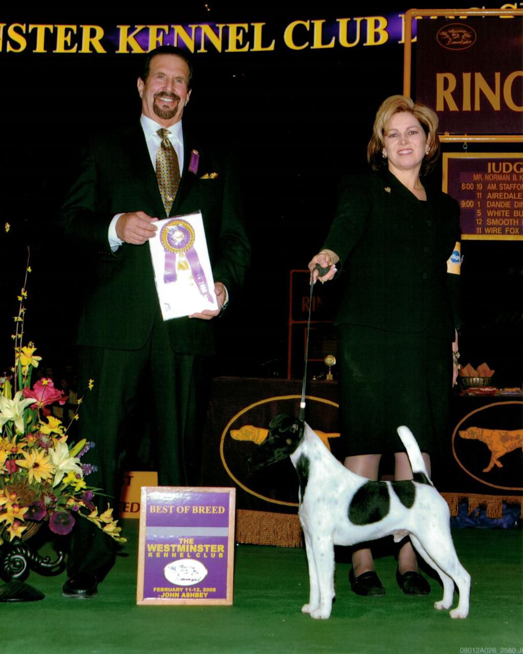 how are dogs judged for best show