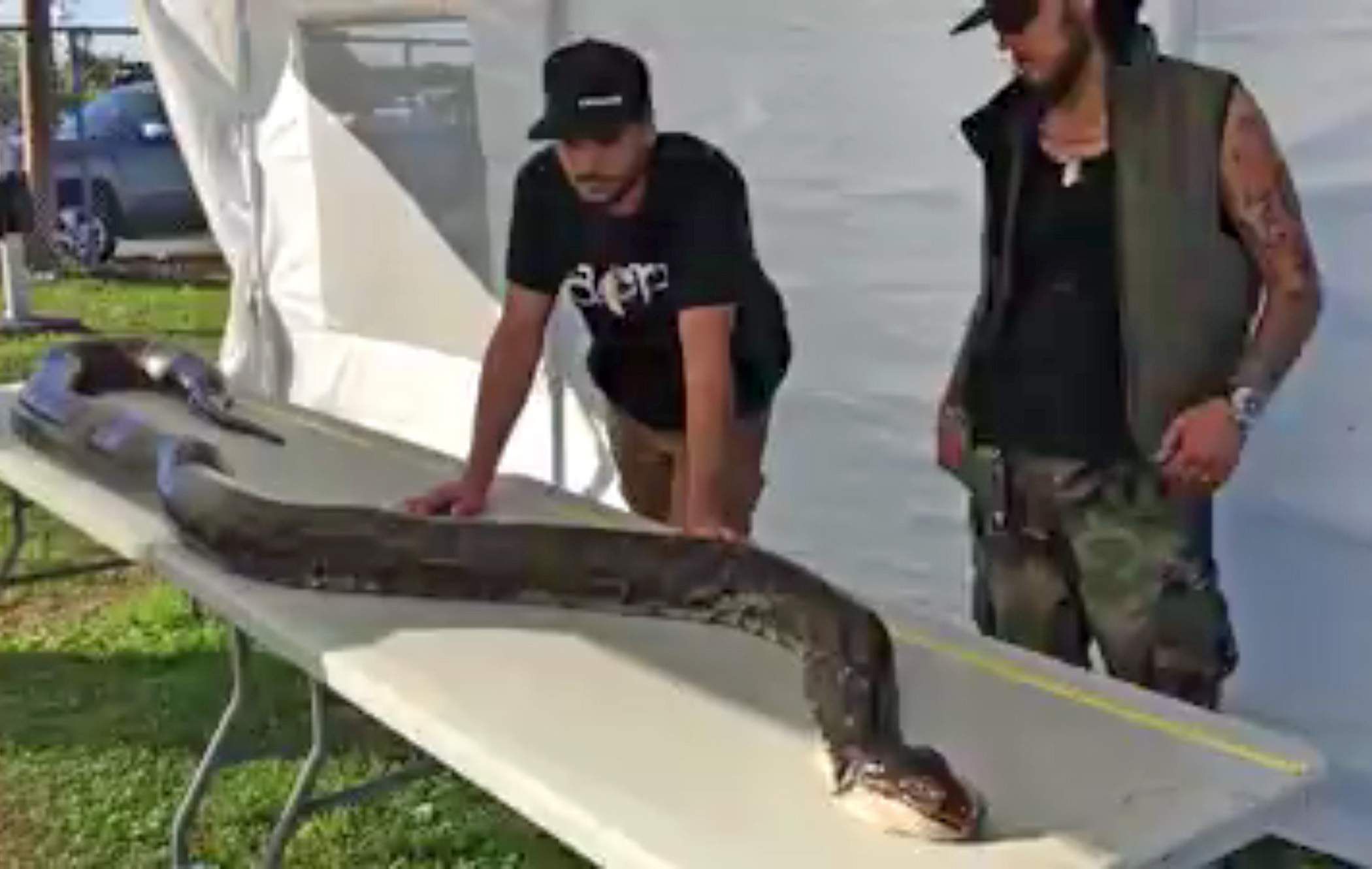 How Do They Kill Burmese Pythons in Florida?