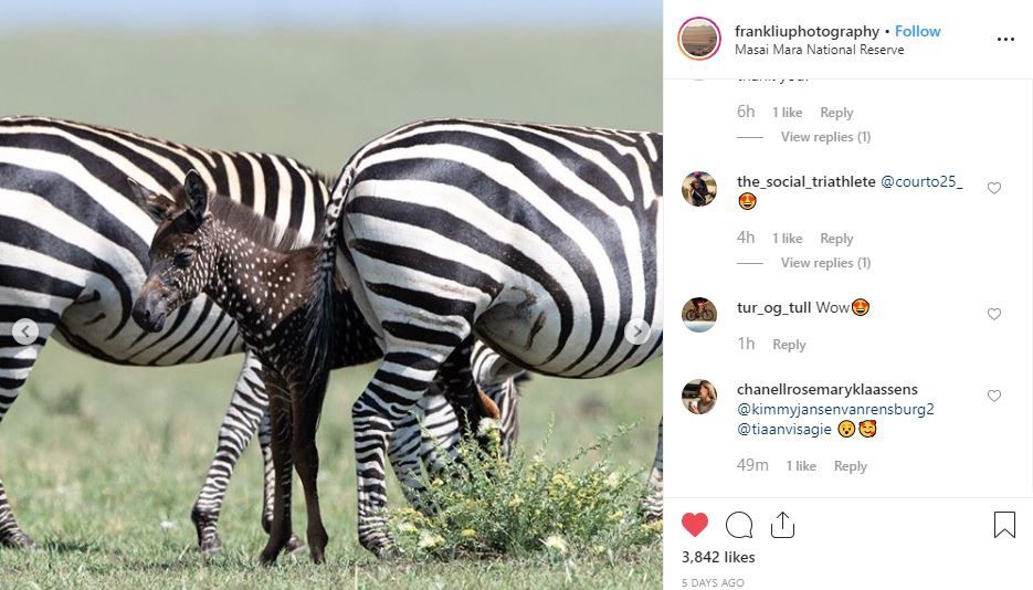Image result for zebra legs  Zebra, Zebras, African safari