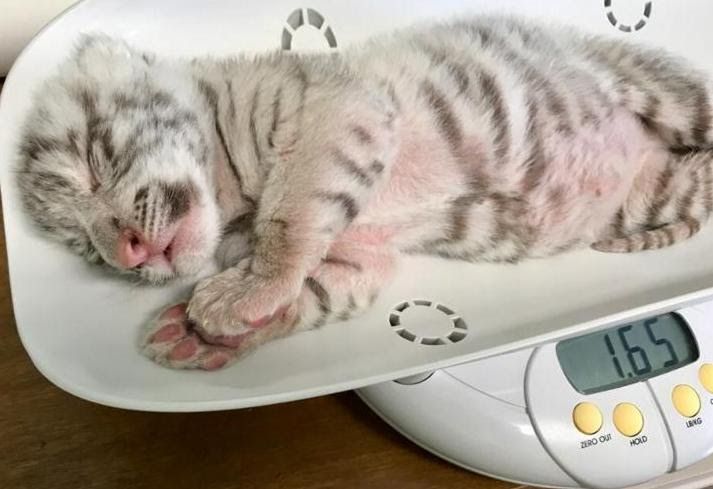 Little White Tiger Cub : r/hardcoreaww