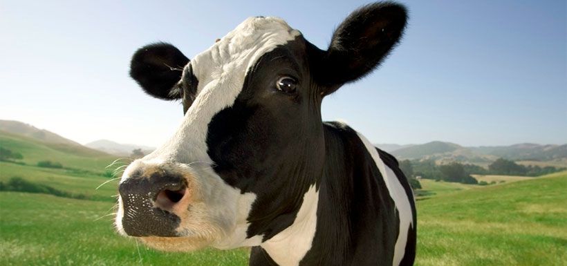 cow