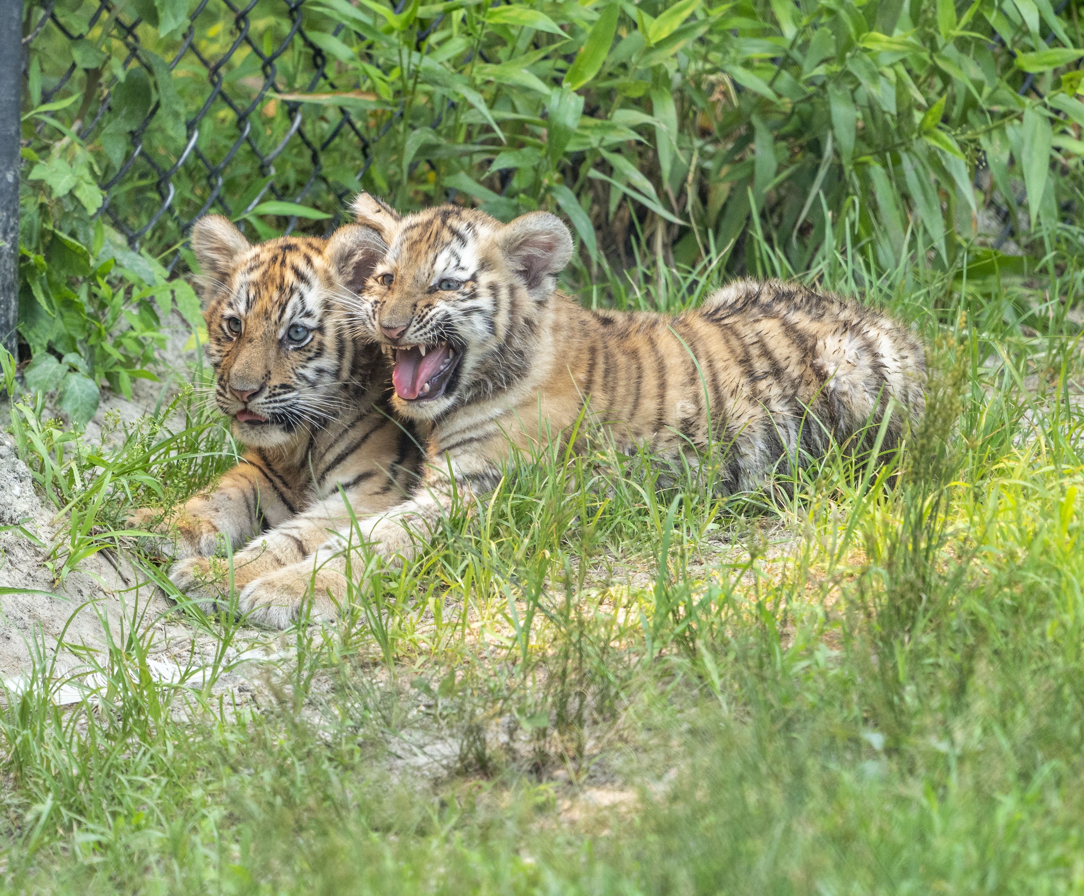 Siberian Tigers At Great Adventure Jackson New Jersey