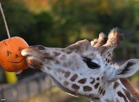 Los animales también disfrutan del Halloween | Cultura | Entretenimiento |  El Universo