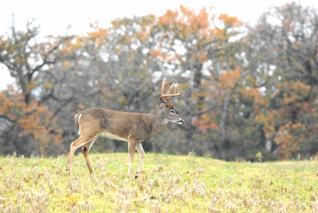 Sasser: Could a disease affect the $1 billion business of Texas deer  breeding?