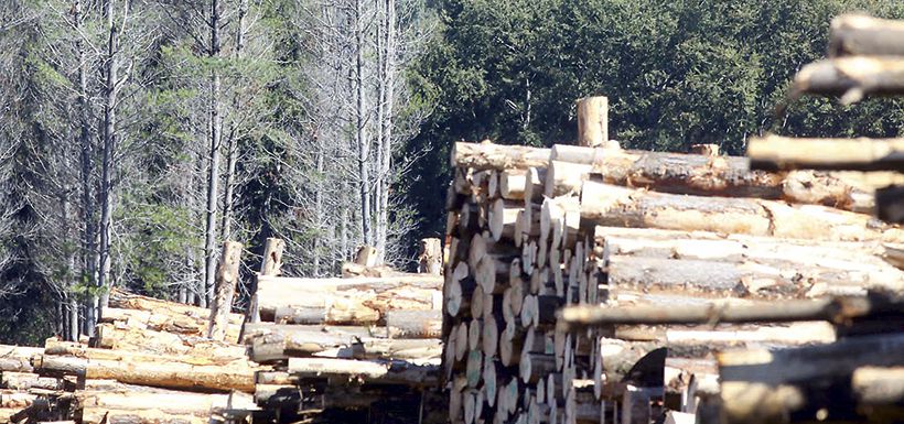 El alza de las materias primas favorece al sector forestal.