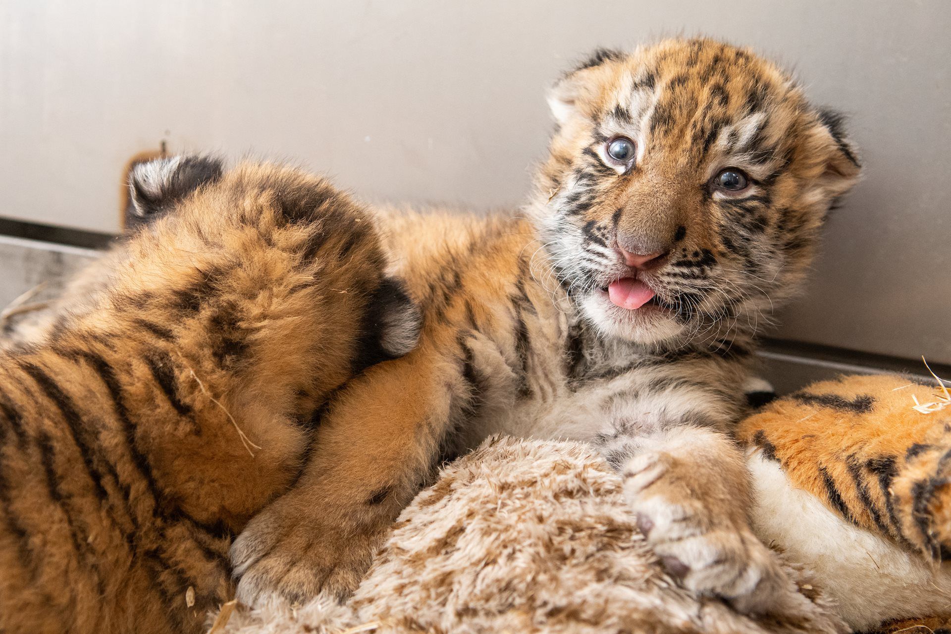 Memphis Zoo welcomes 2 tiger cubs. Take a look at the babies