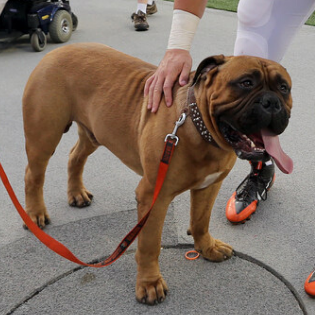 Cleveland Browns hold funeral for mascot Swagger