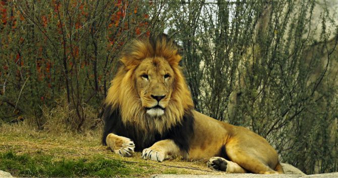 We're Not Lion! Jungle Bells at Zoo Atlanta Is One of the Best Events in  the City