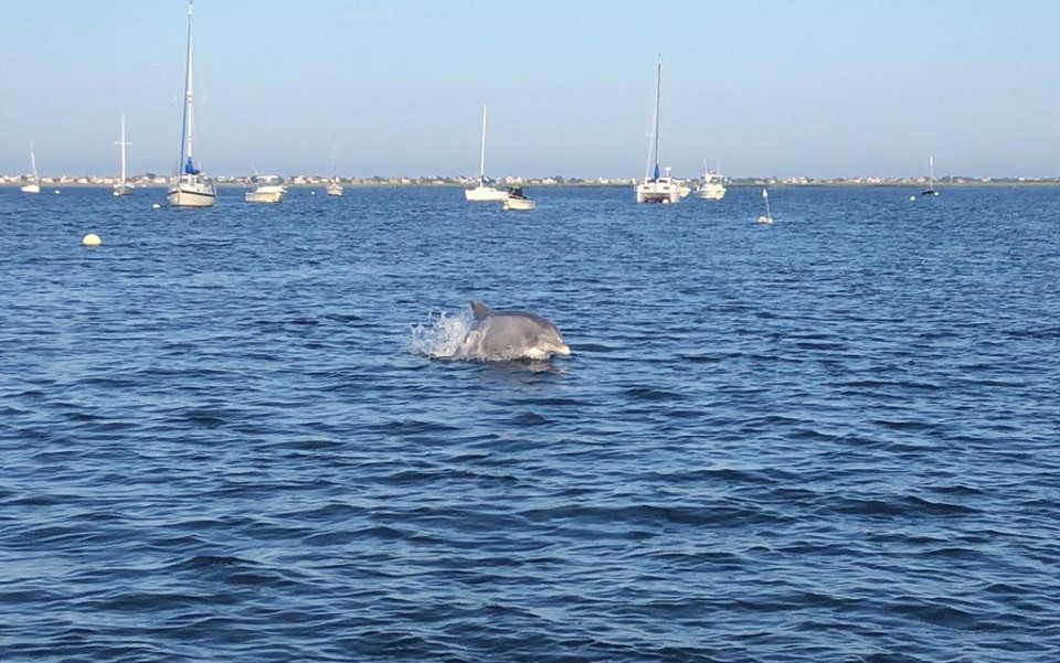 Dolphins to the Rescue - Sail Magazine