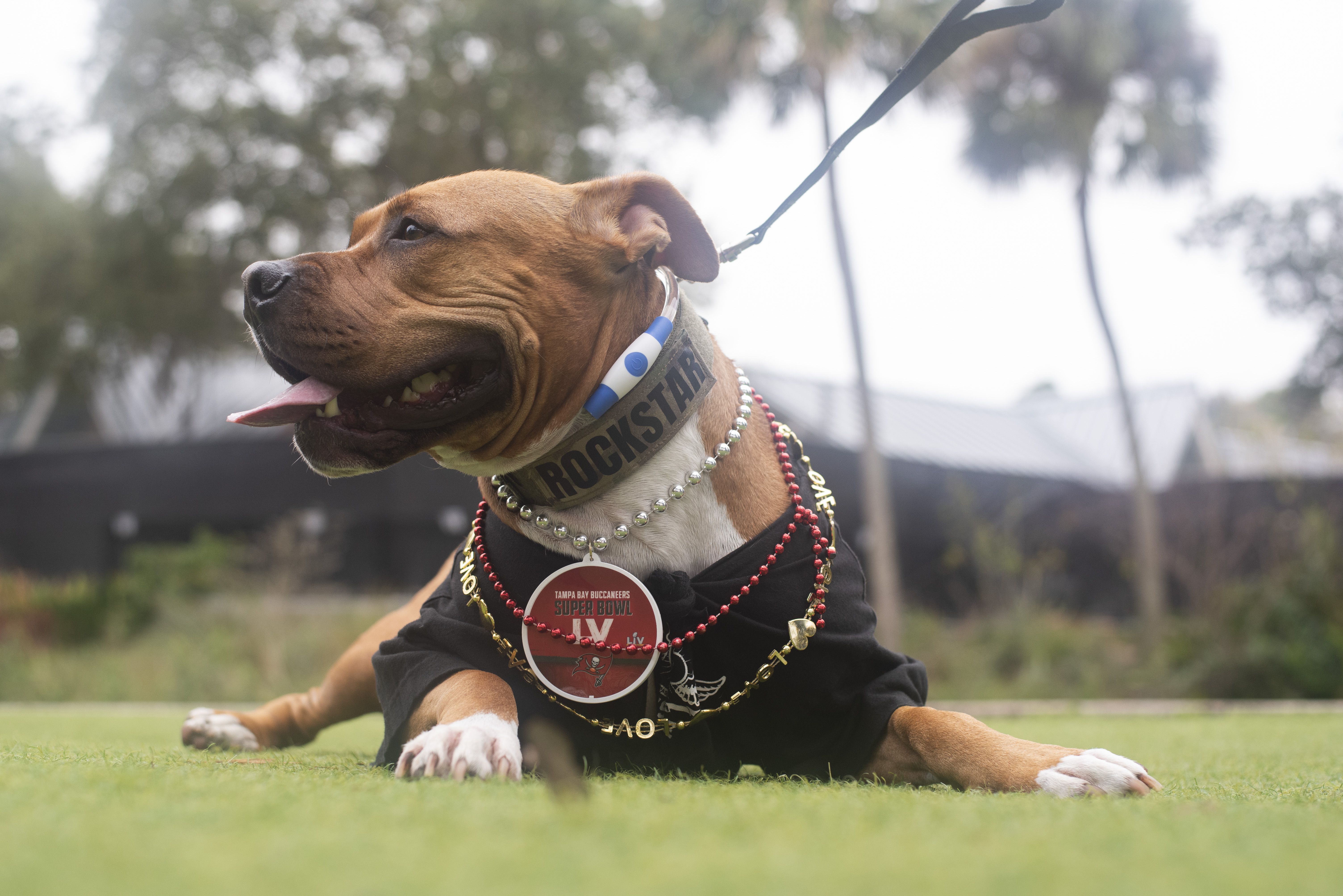 Dog lovers stroll through Tampa to support veterans before Super Bowl 55