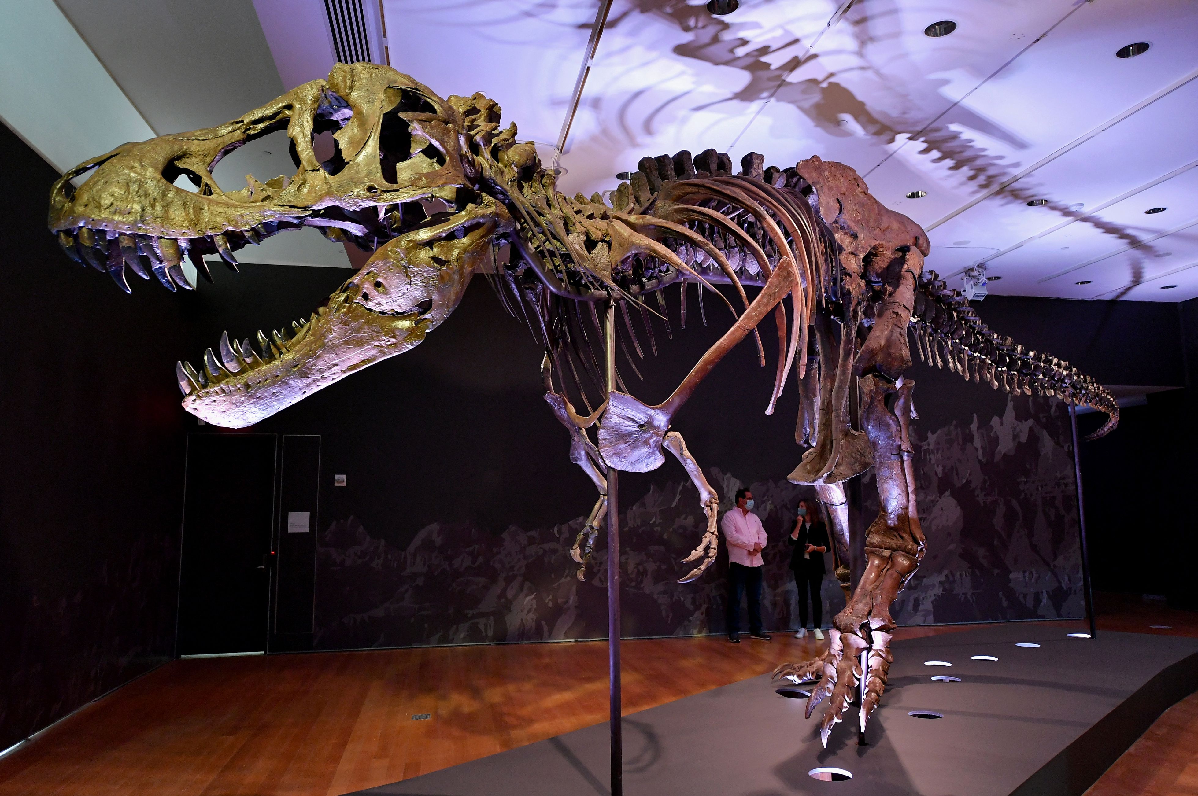 La Nación / T-Rex adolescentes desplazaron a especies de dinosaurios más  pequeñas