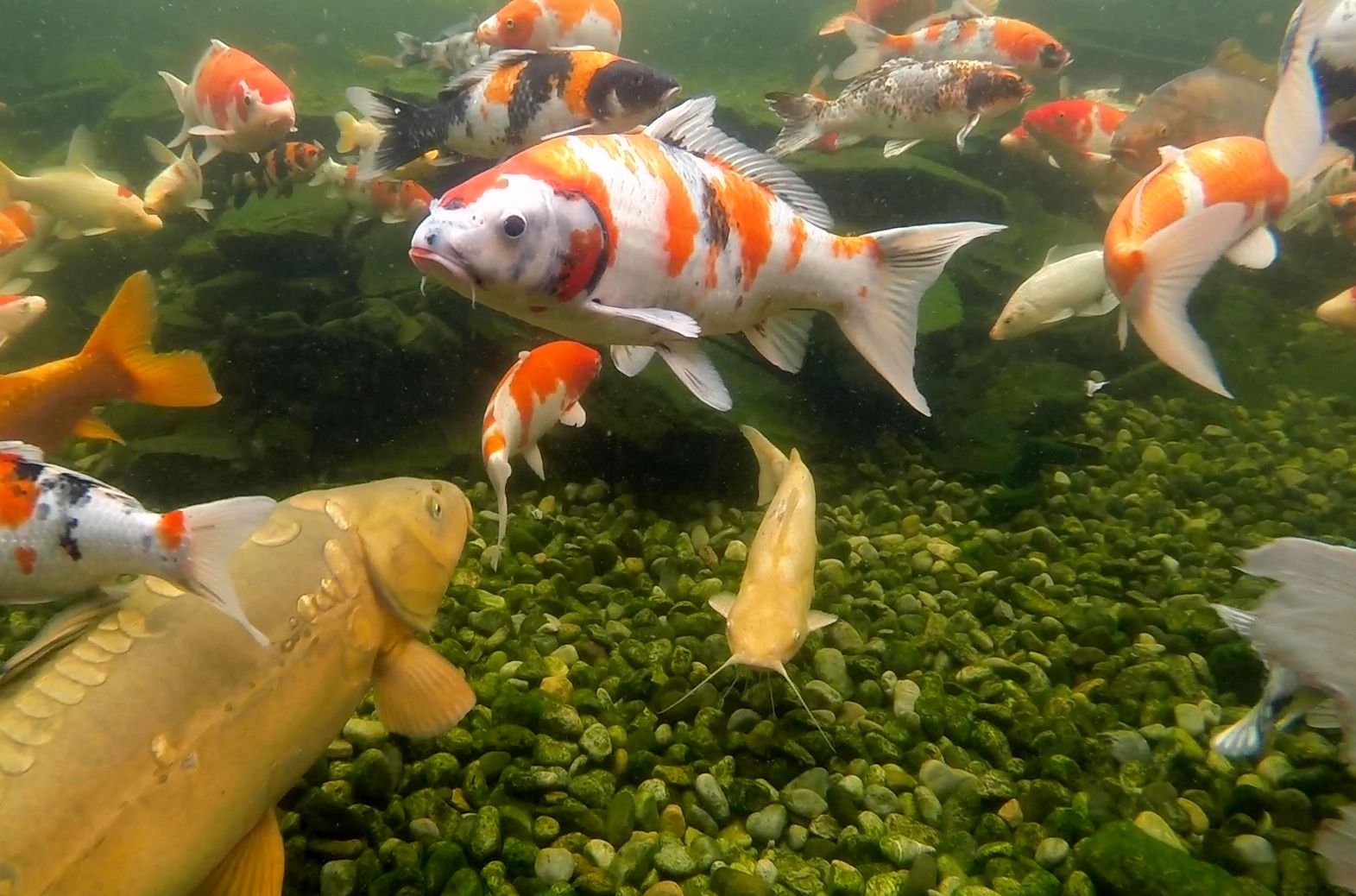 Top Koi Fish Breeds You Can Find At Fitz's Fish Ponds