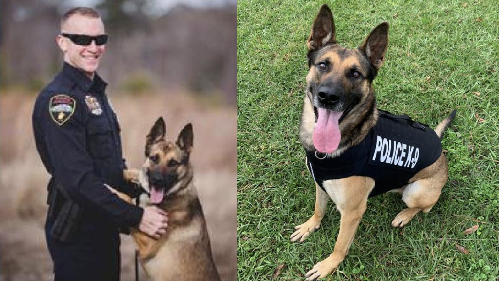 how much is a bullet proof vest for a police dog