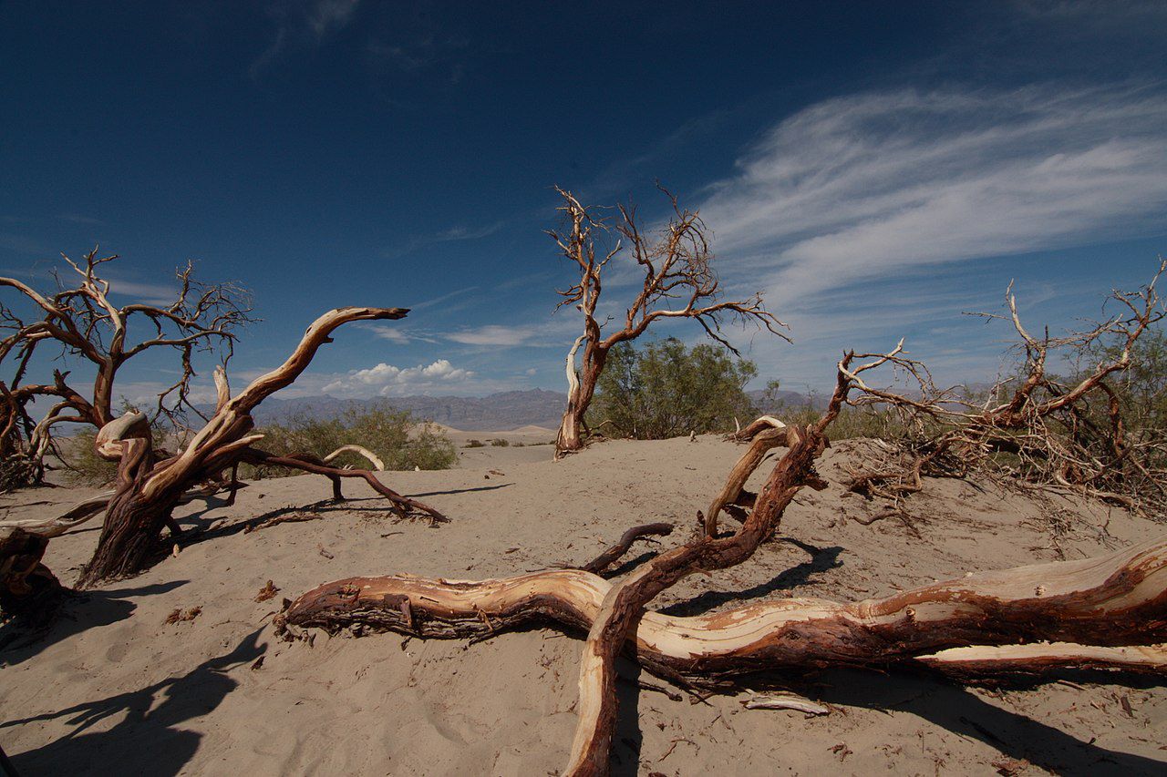 1280px-Death_valley_dead_trees.jpg