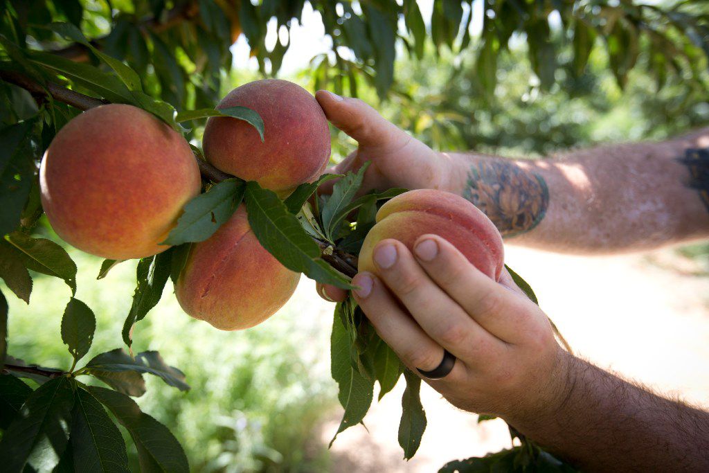 टेक्सास में उगाने के लिए सबसे आसान फल का पेड़ कौन सा है?