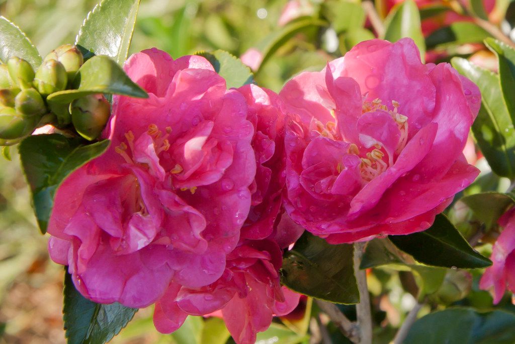 7 Plants That Will Add Winter Color And Interest To Your Texas Garden