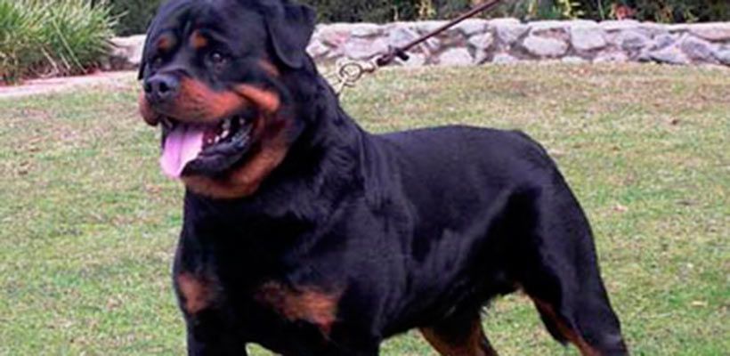 ROTTWEILER