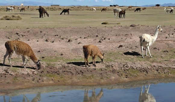 El mundo perdido de los pastores de llamas La Prensa Panam