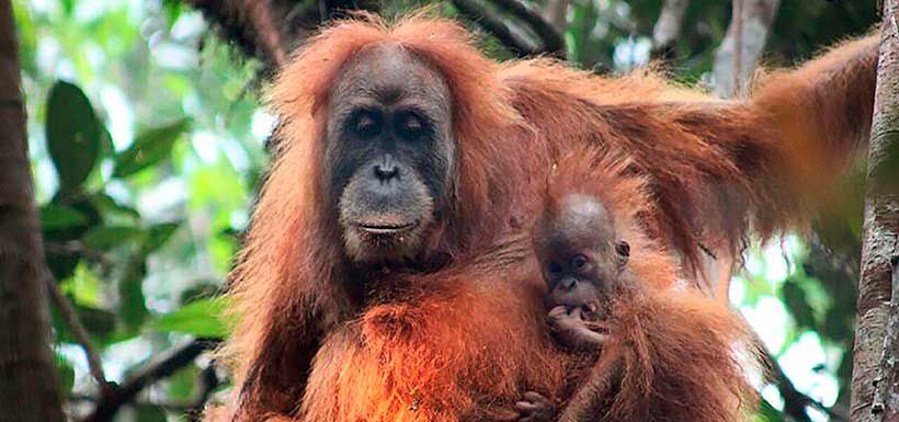 nuevo-orangutan-sumatra-1