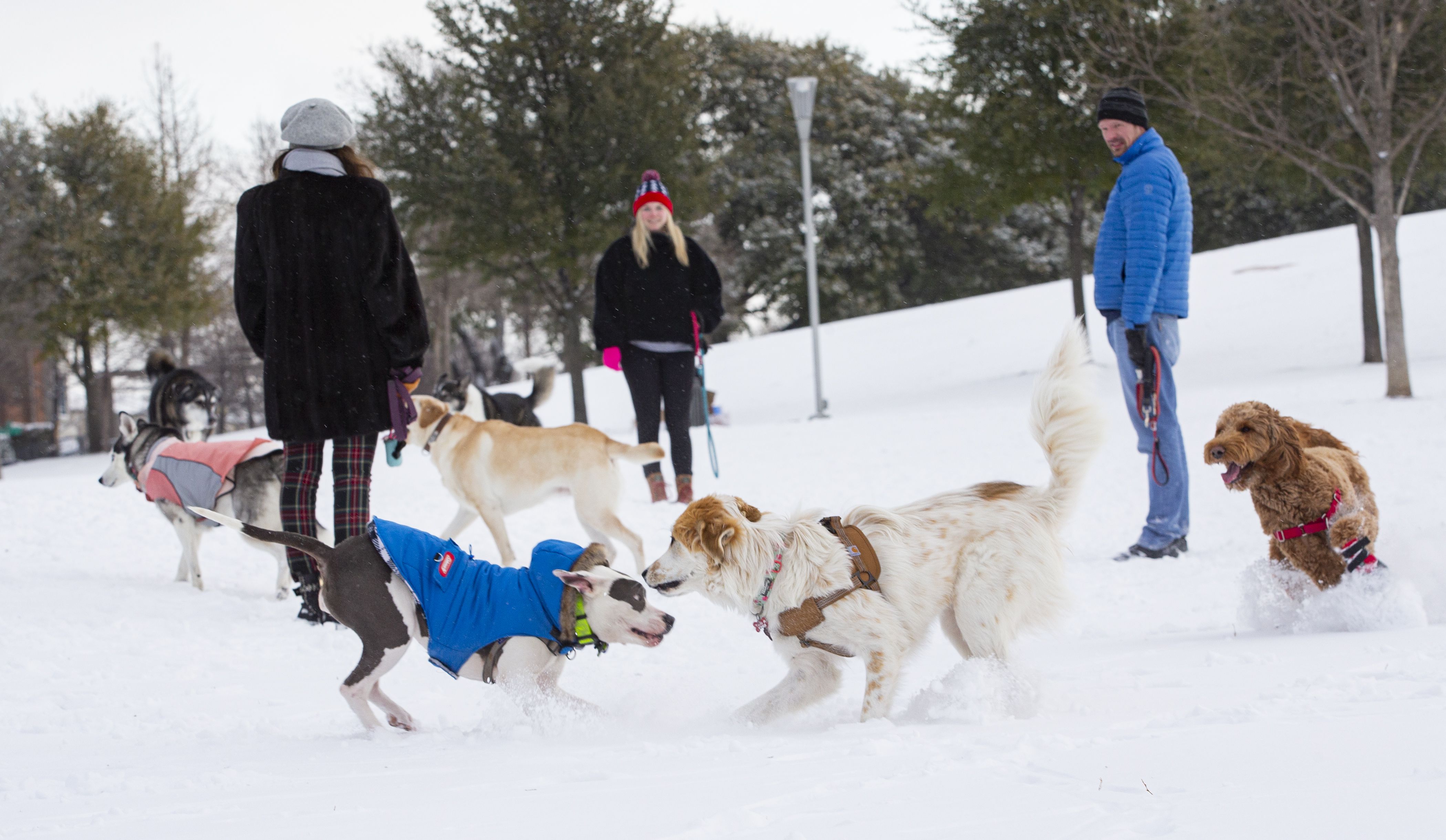 are dogs safe in the snow