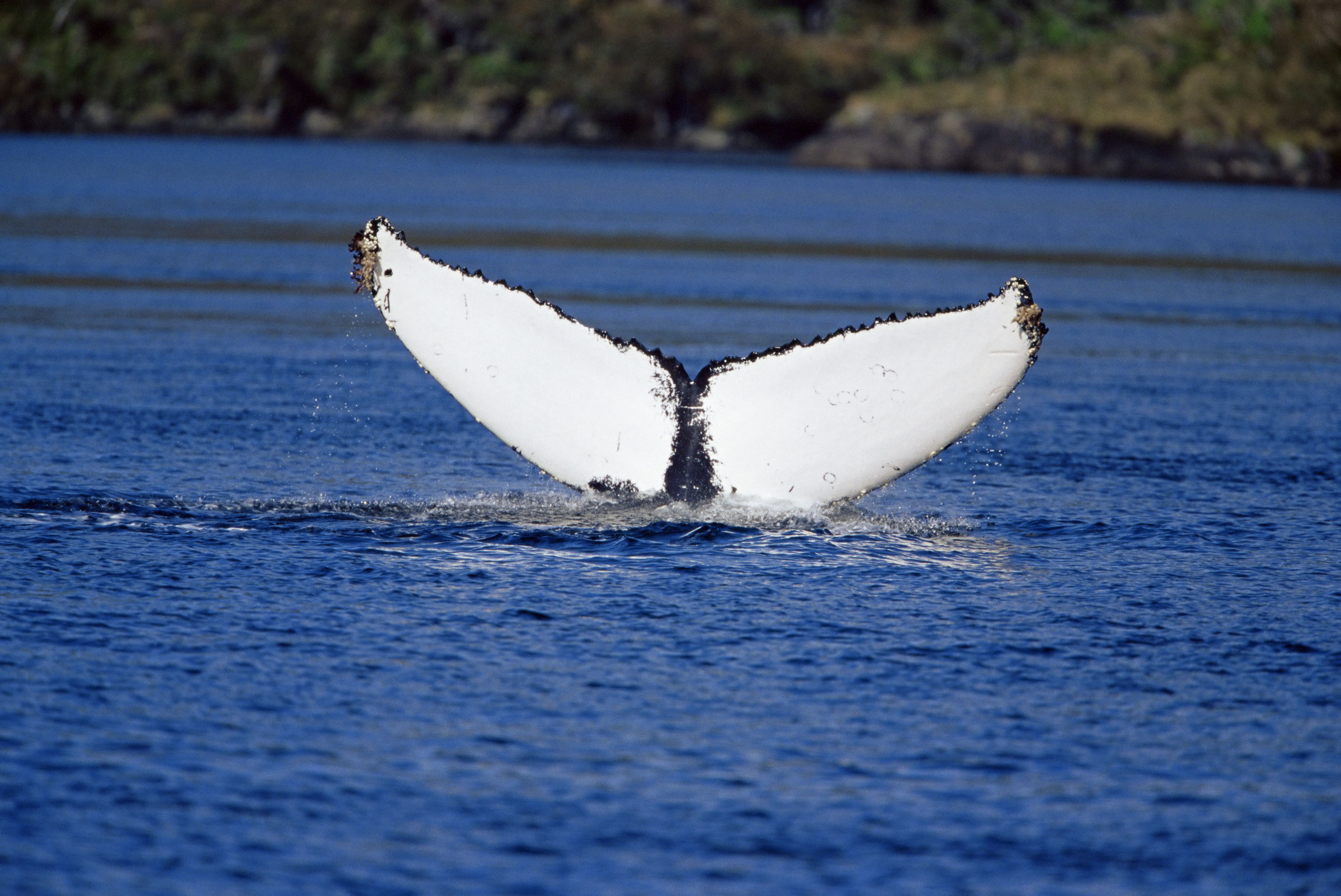 Ballena en el Parque Marino Francisco Coloane. | Foto: AFP