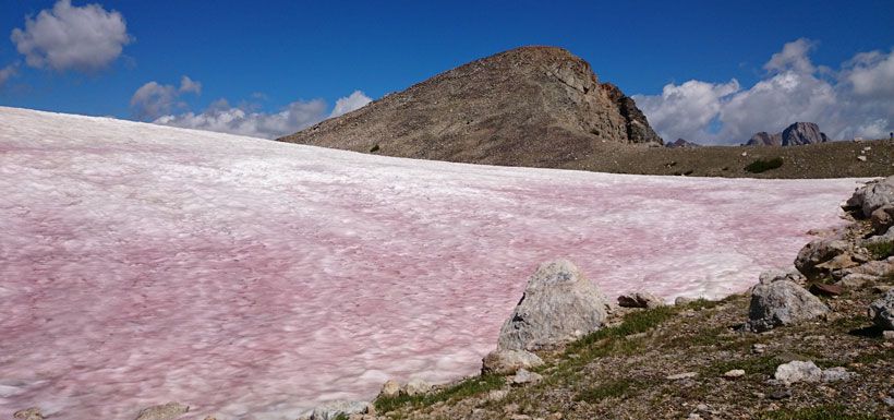 nieve-rosada