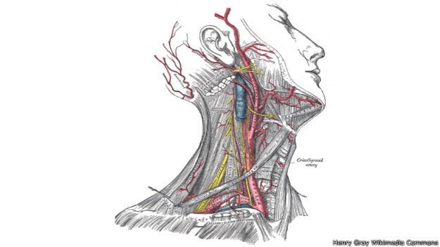 150317121836_humanos_mandibula_624x351_henrygraywikimediacommons.jpg