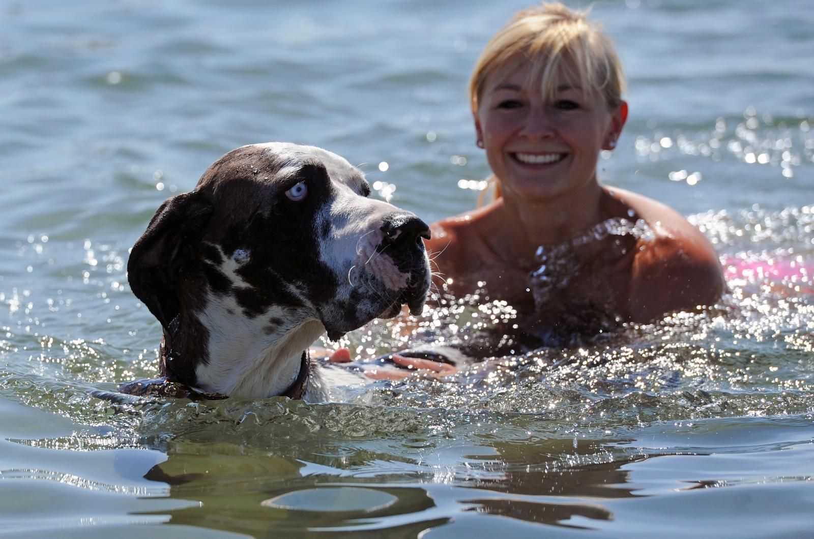 a que temperatura le gusta el agua a los perros