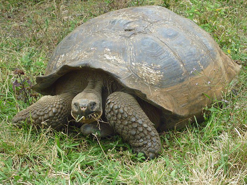 800px-Alvaro_Sevilla_Design_foto_de_la_Tortuga_Galapagos_Isla_Santa_Cruz.jpg