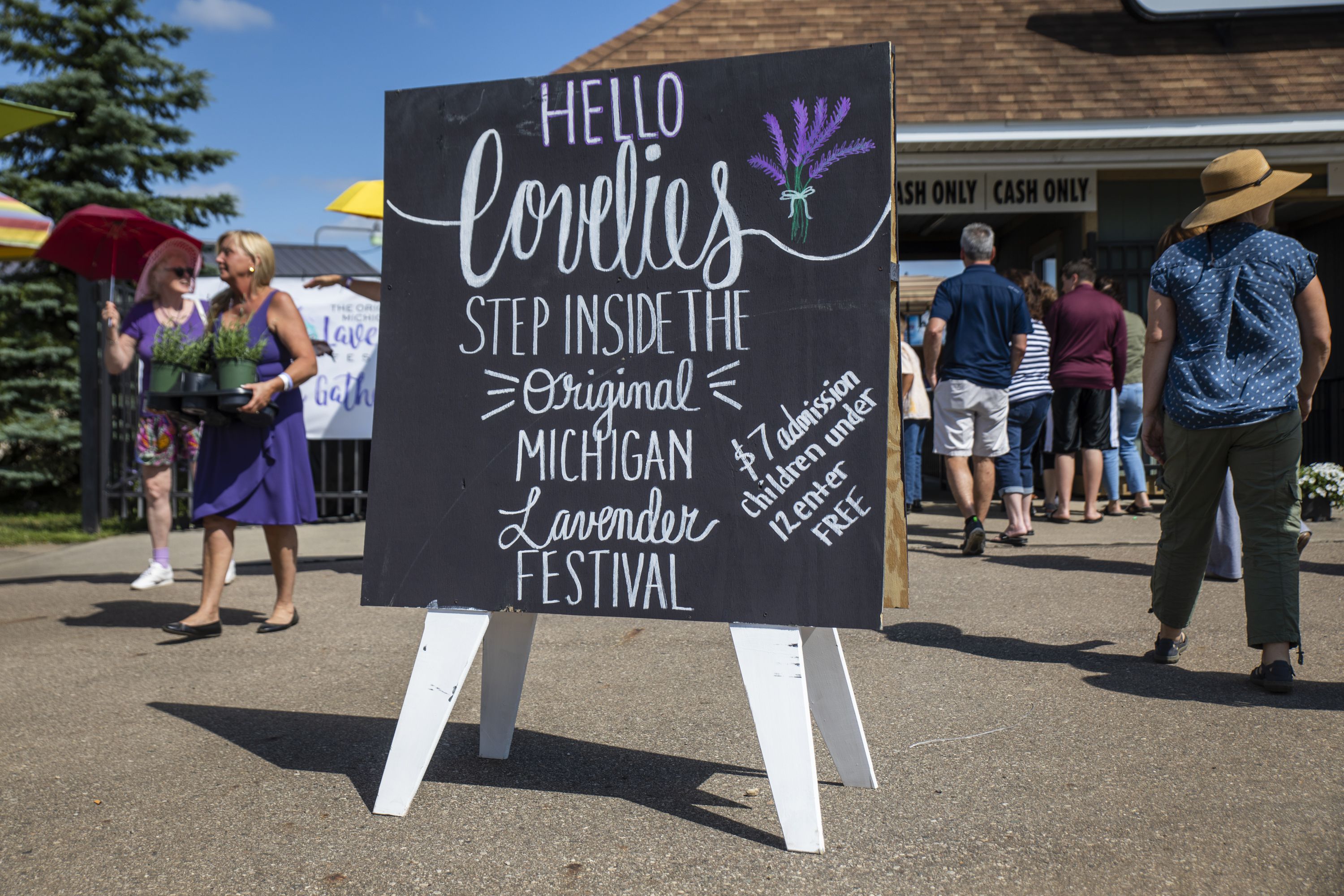 Lavender festivals blossom in Michigan mlive