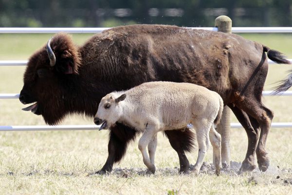 buffalo calf's death was not a crime, Hunt County sheriff says