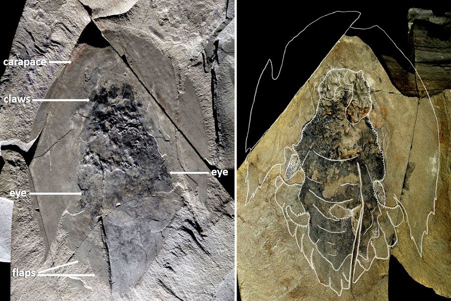 Handout photo of a omplete fossil unearthed in Kootenay National Park in the Canadian Rockies of the marine creature Cambroraster falcatus