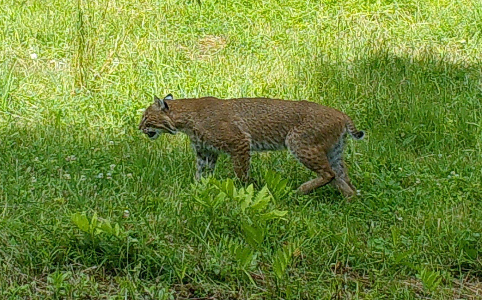 Pet bobcat escapes for seventh time, is on the loose in New Jersey – New  York Daily News