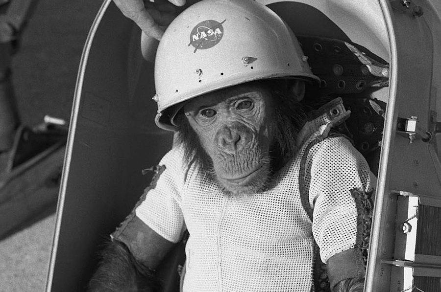 Se cumplen 60 años del primer primate en el espacio