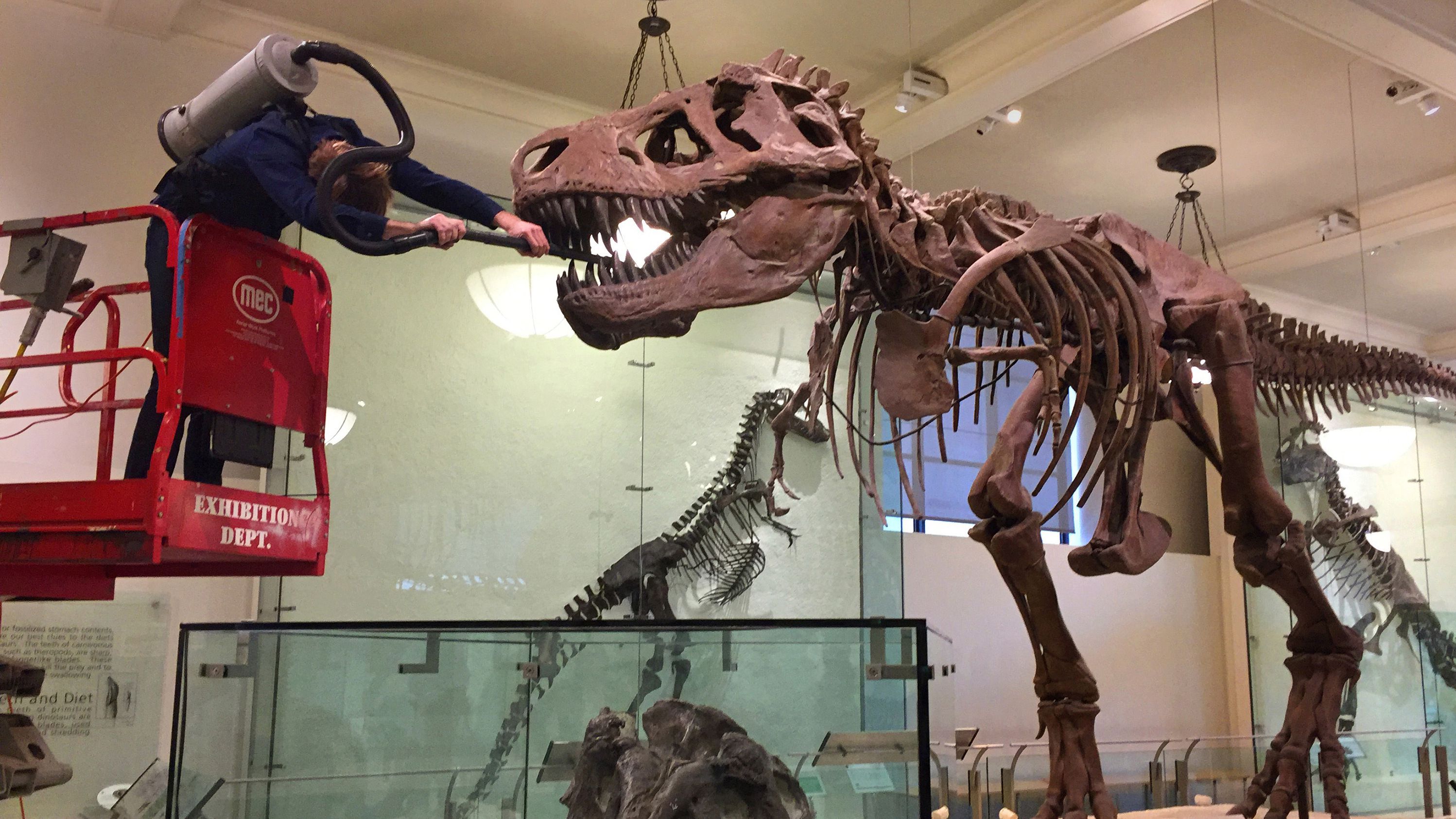 T Rex Survived Millions Of Years But At This Museum It Needs A Hand Battling Dust