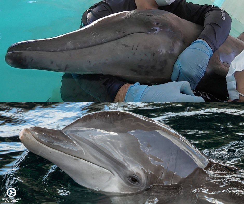 Clearwater Marine Aquarium to Welcome Rescued Rough-Toothed Dolphin