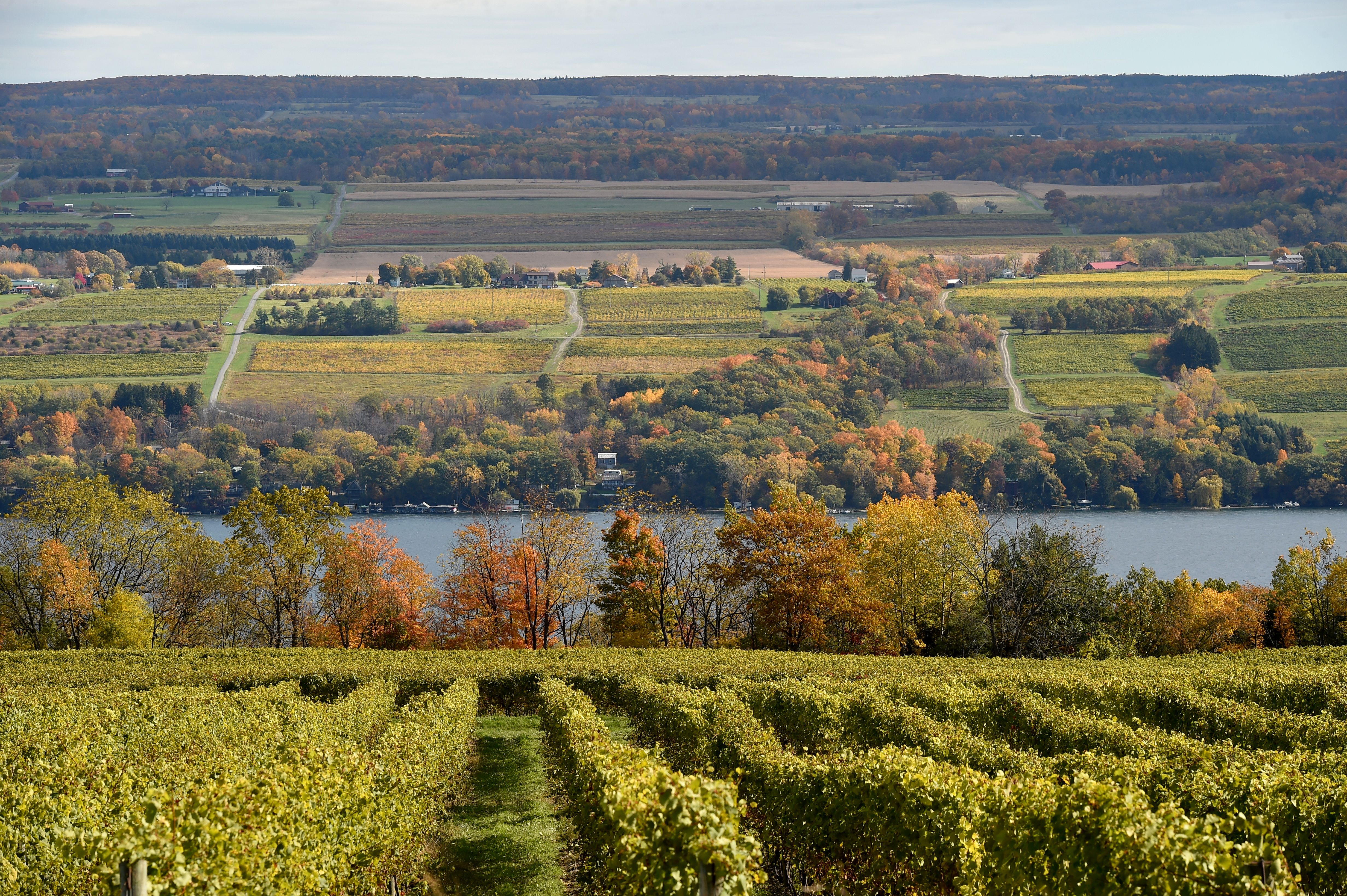 Gale Gala Apples - Fulkerson Winery - Finger Lakes Winery - Seneca