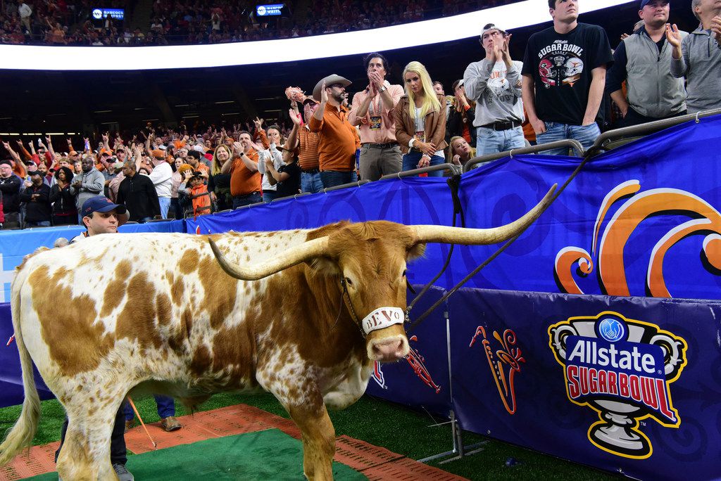 Photographer Sues Bevo S Owners Handlers Over Texas Mascot S Pre Sugar Bowl Charge In 2019