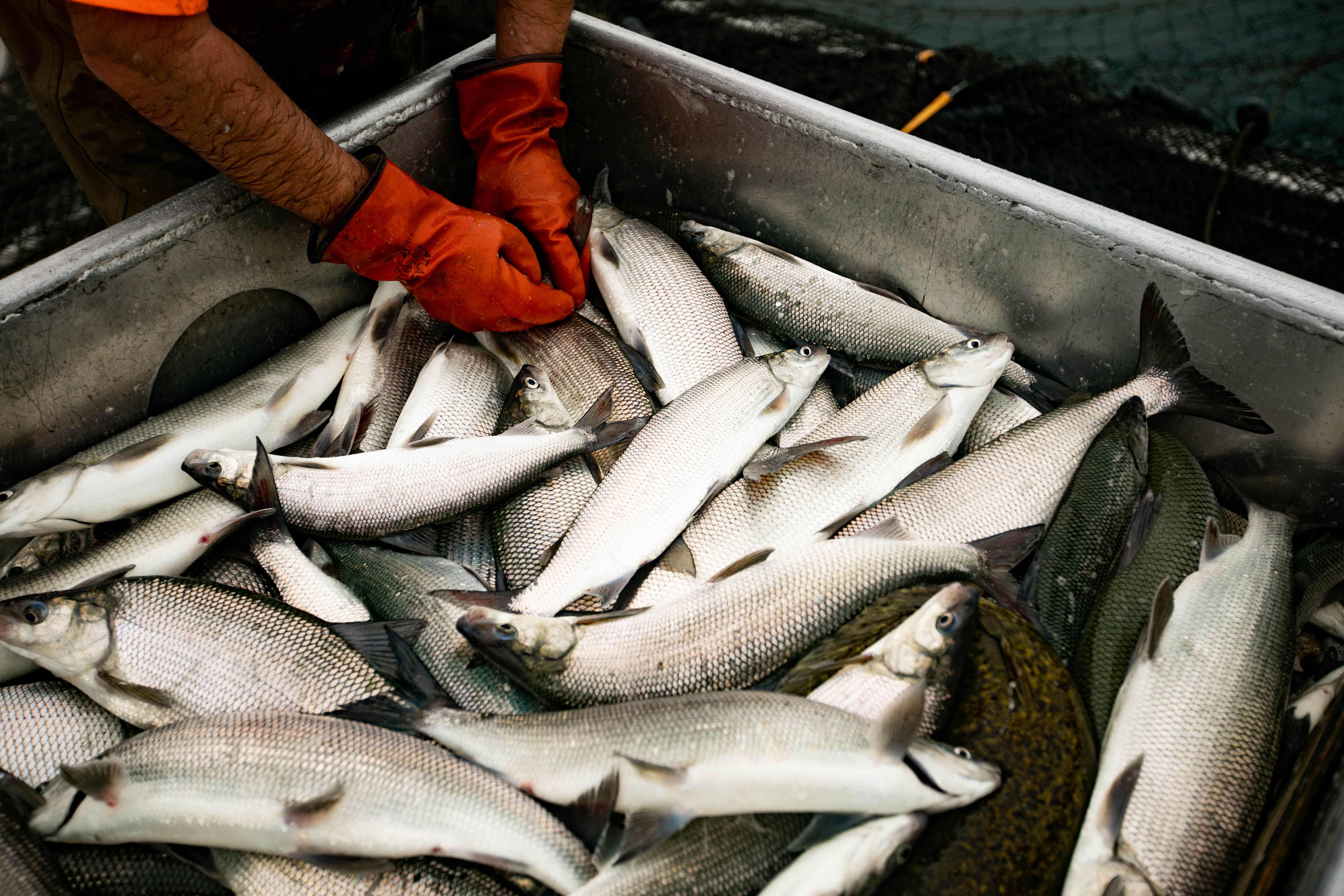 Great Lakes Perch Boom - In-Fisherman