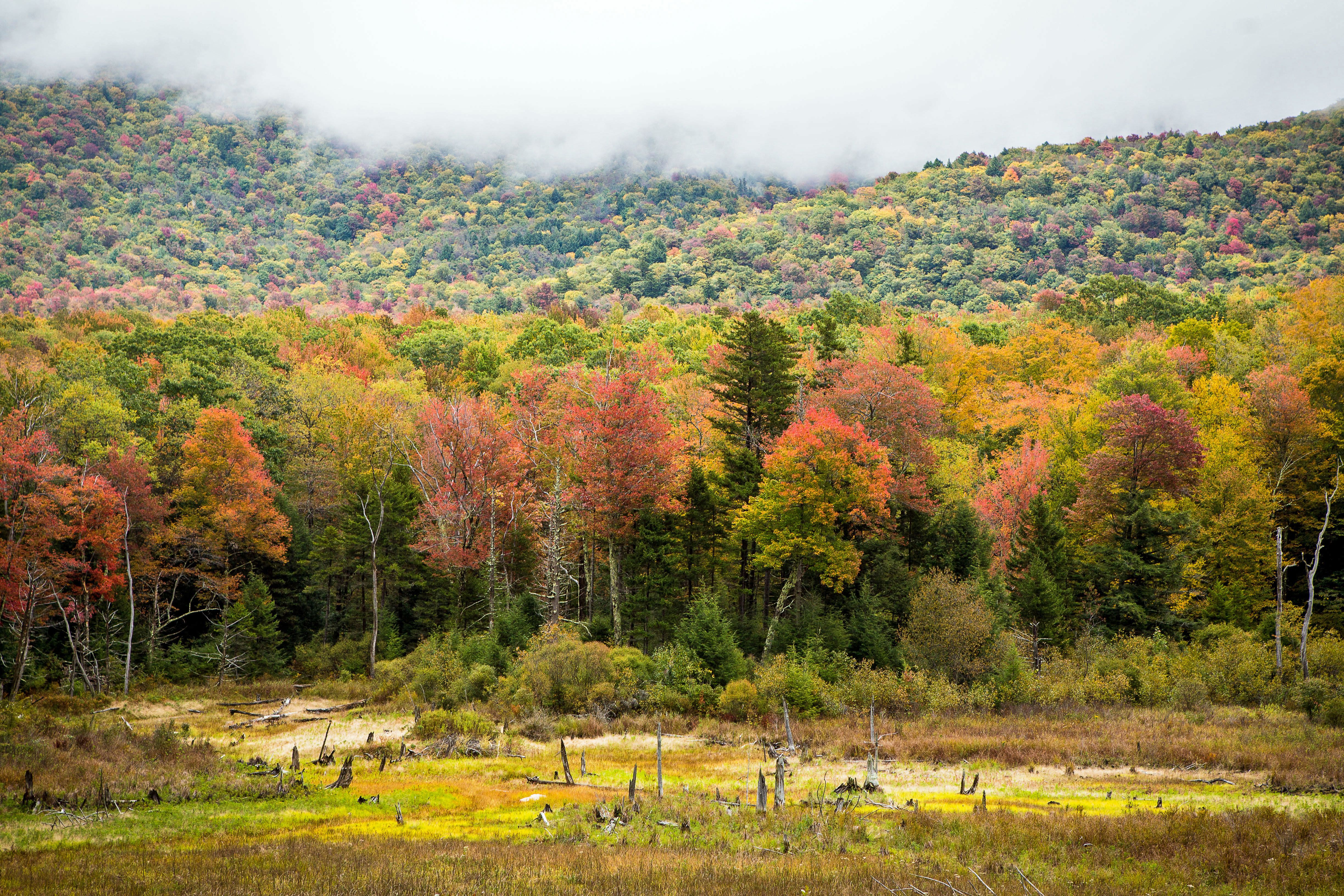 How the forests in New England are connected to forests everywhere - The  Boston Globe