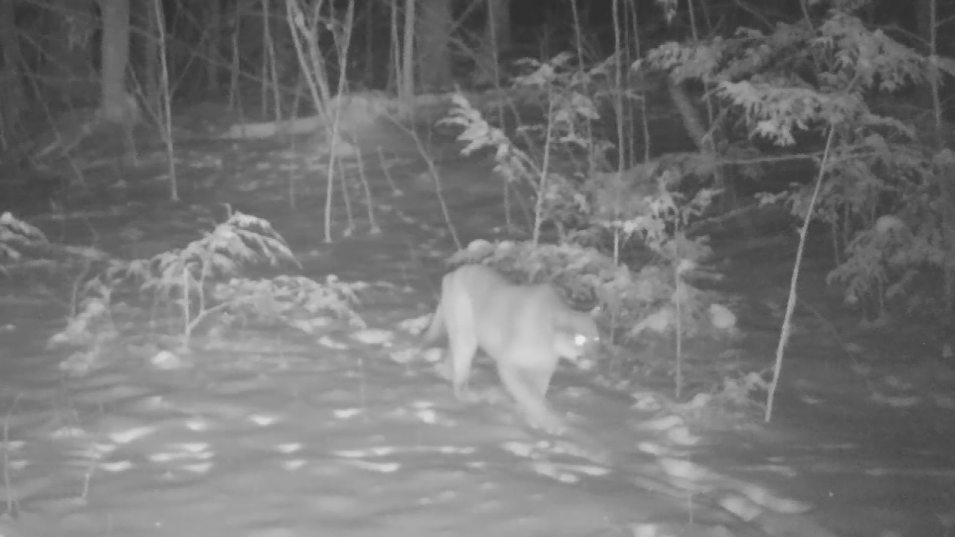 Hunter captures video of cougar on trail cam