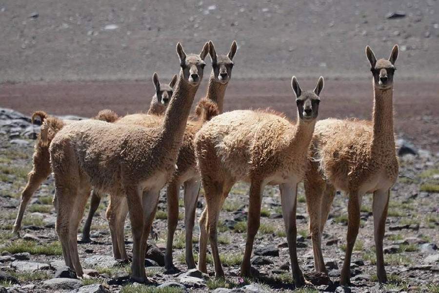 guanaco2.jpg