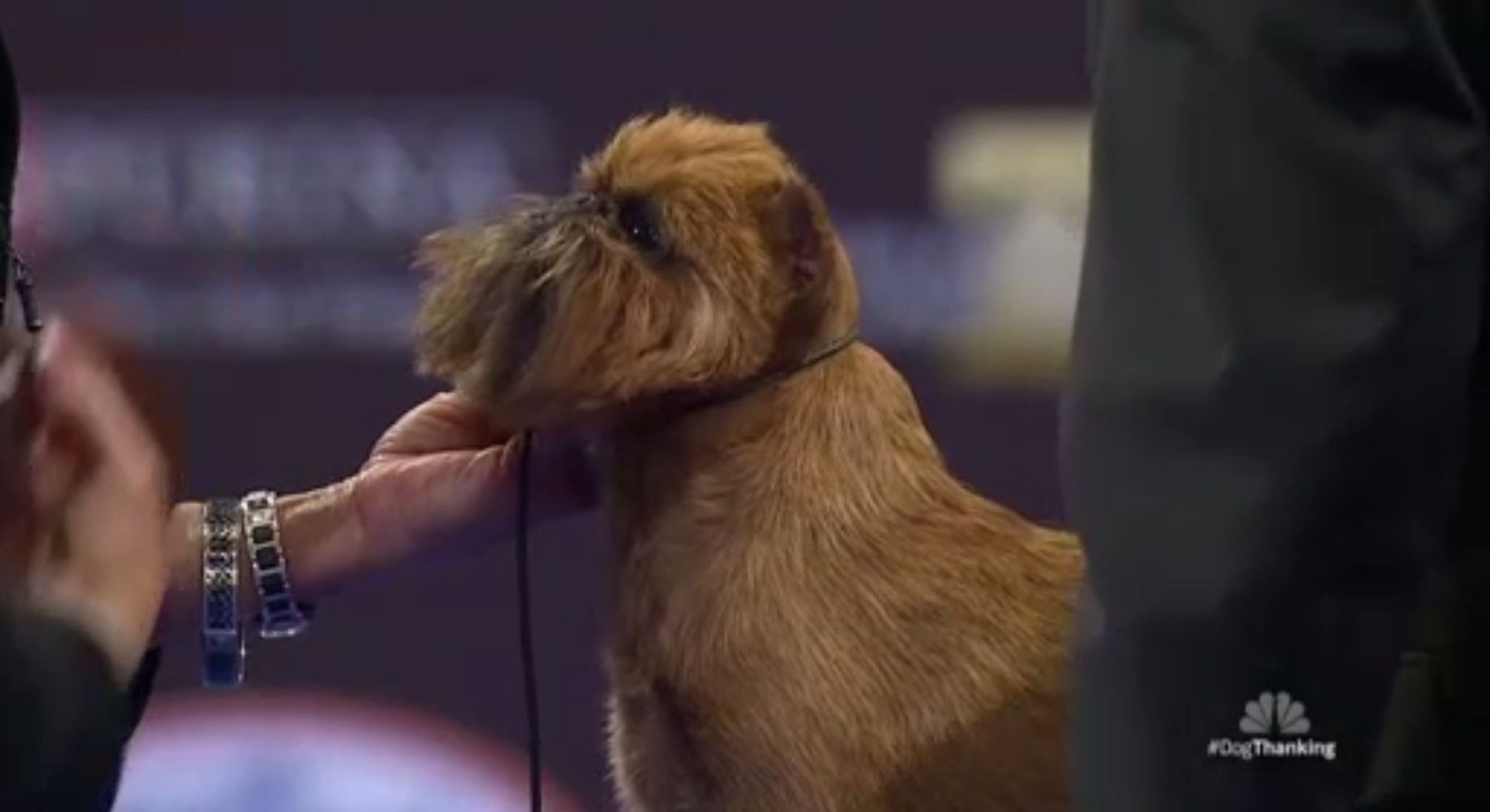 National dog show brussels hot sale griffon