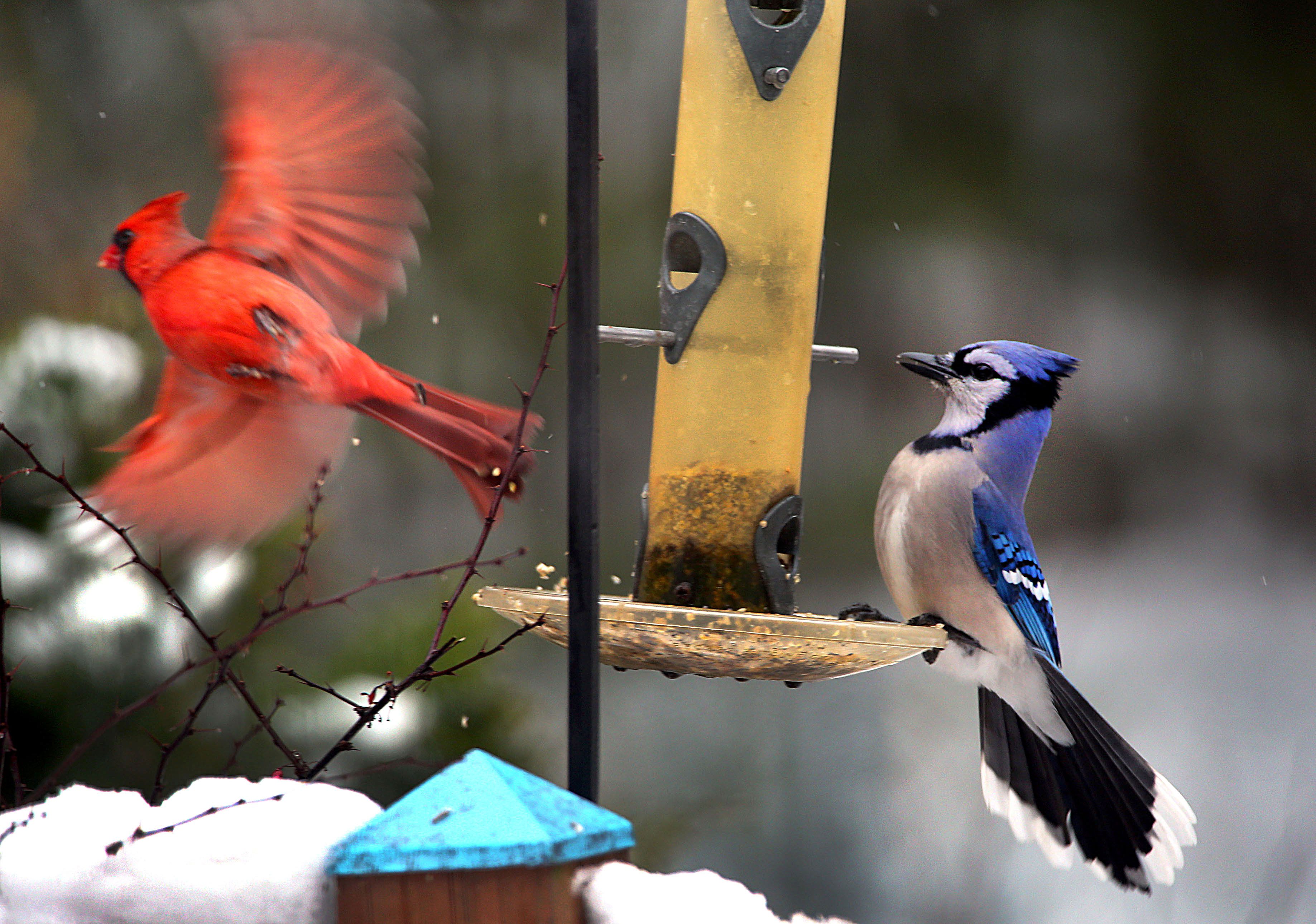 How do animals survive long winters? - The Boston Globe