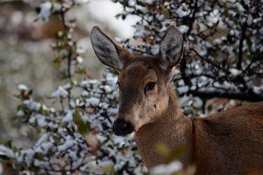 huemul