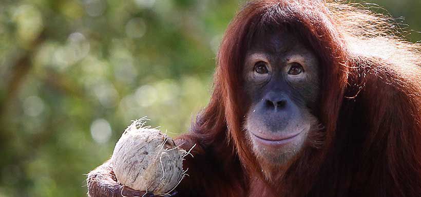 sumatran-orangutan