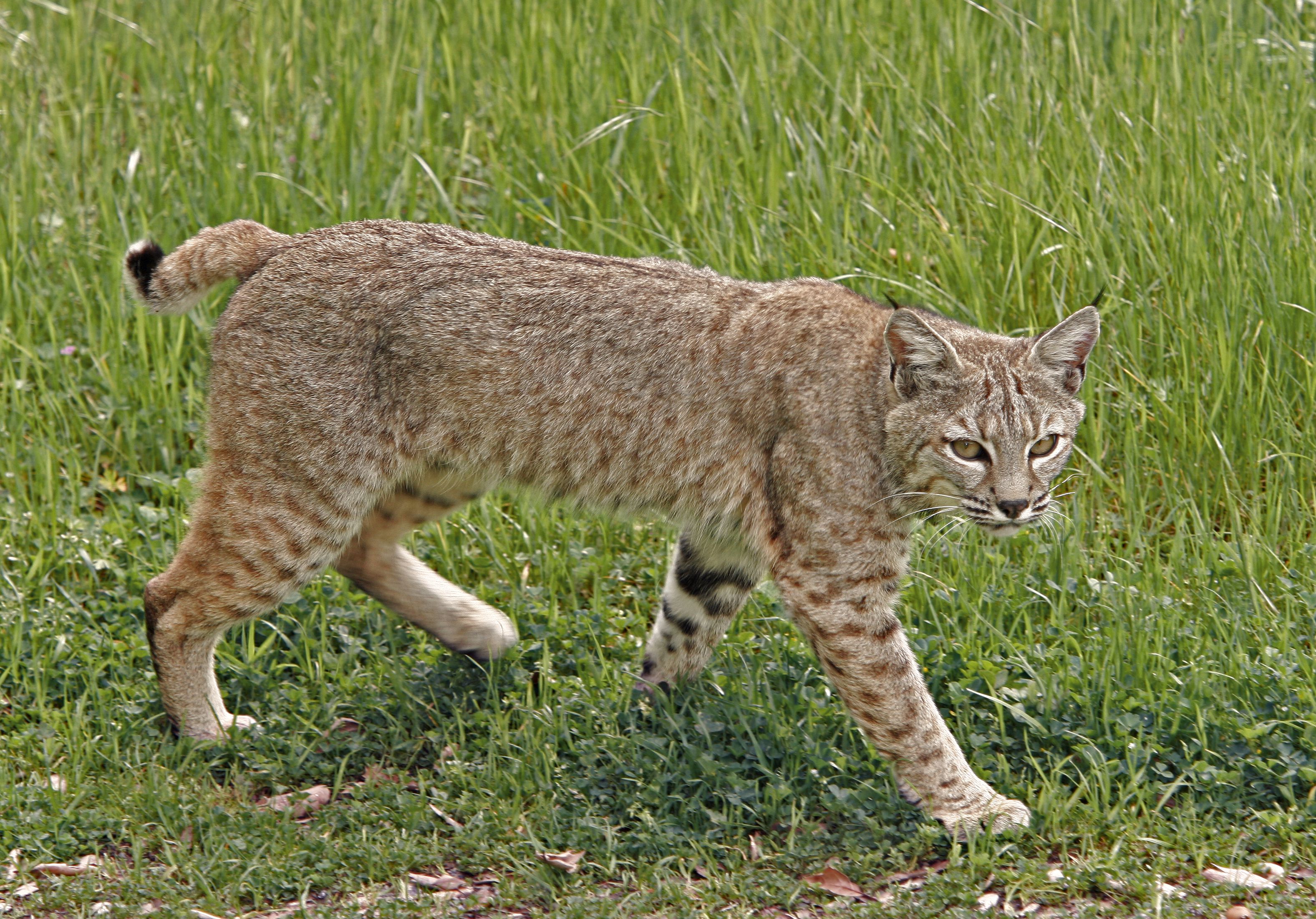 How To Keep Your Pets Safe From Bobcats